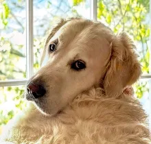 SFO Wag Brigade member Charlie